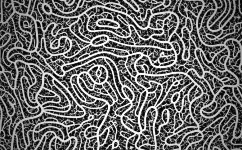 Forage: A slime mould reroutes its own network